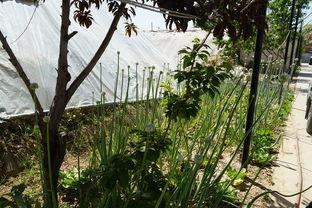 吃瓜群众种菜视频真实,跟随吃瓜群众体验真实种菜生活