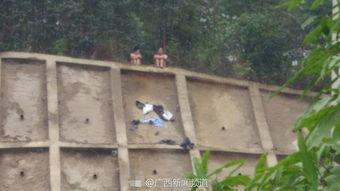 黑鸡和公黄打架围满了吃瓜群众,围观群众人山人海