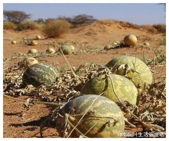 吃瓜群众都有生命危险吗,生命安全与网络舆论的微妙平衡