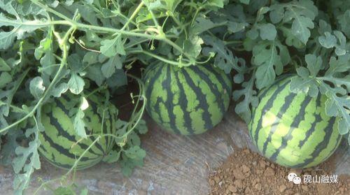 吃瓜群众看过来西瓜夏天,西瓜来解暑——吃瓜群众看过来！