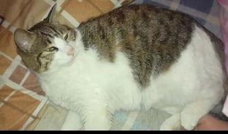 猫咪吃瓜群众反应不过来,反应不过来的萌态瞬间